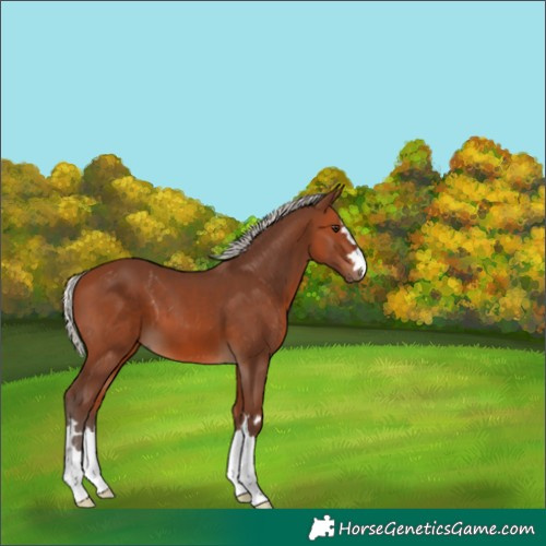 Horse Color:Silver Brown 