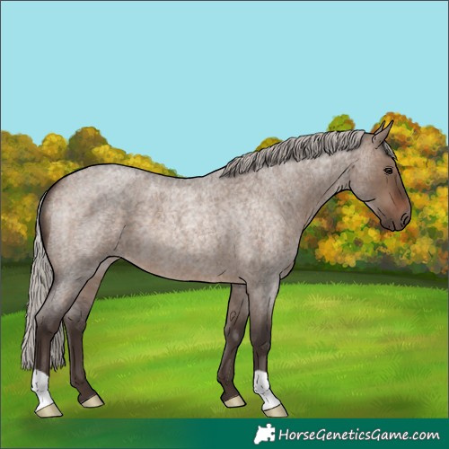Horse Color:Silver Brown Roan Dun 