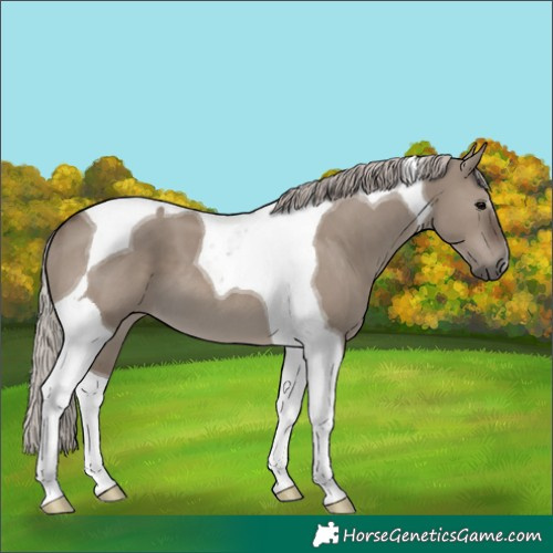 Horse Color:Silver Grullo Tobiano 