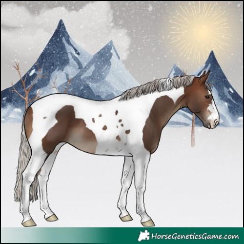 Horse Color:Silver Brown Tobiano 