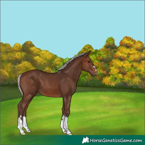 Horse Color:Silver Brown 