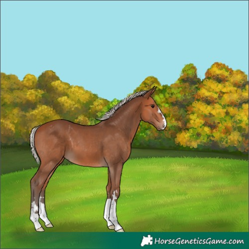 Horse Color:Silver Bay 