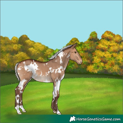 Horse Color:White Spotted Silver Brown Dun 