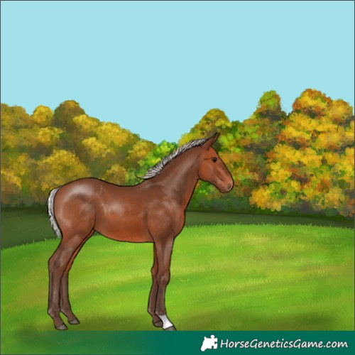 Horse Color:Silver Brown 