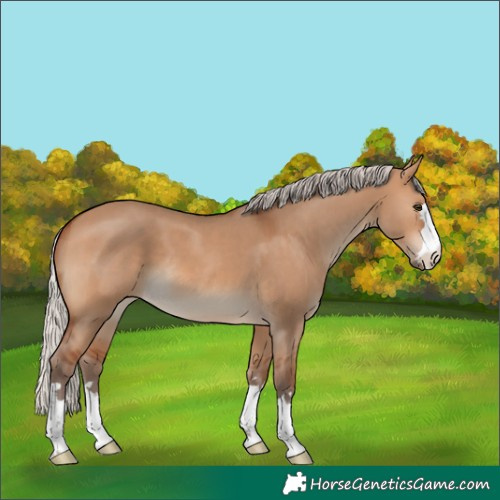 Horse Color:Silver Brown Dun 