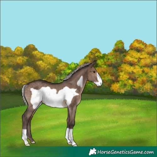 Horse Color:Silver Brown Dun Frame Rabicano 