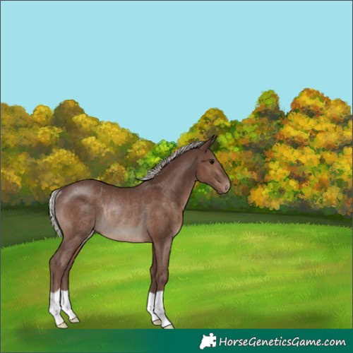 Horse Color:Silver Black Rabicano
