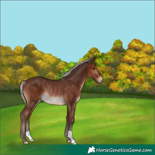 Horse Color:Silver Brown Rabicano