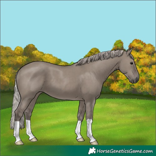 Horse Color:Silver Grullo 