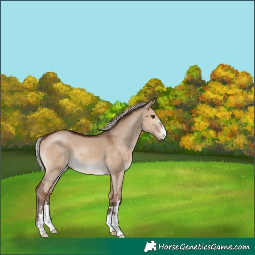Horse Color:Silver Brown Dun 