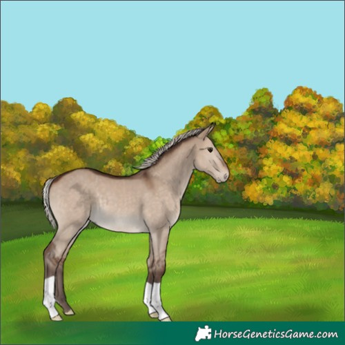 Horse Color:Silver Brown Dun 