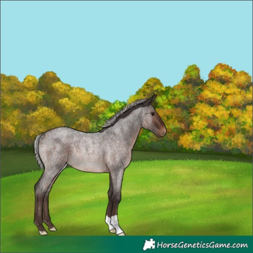 Horse Color:Silver Brown Roan Rabicano