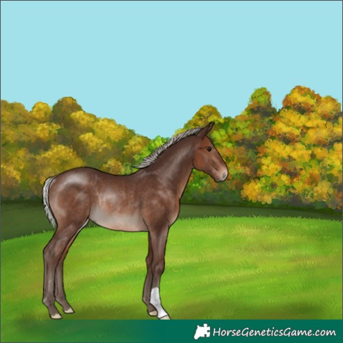 Horse Color:Silver Brown Rabicano 