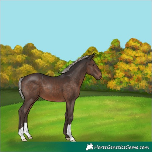 Horse Color:Silver Brown 