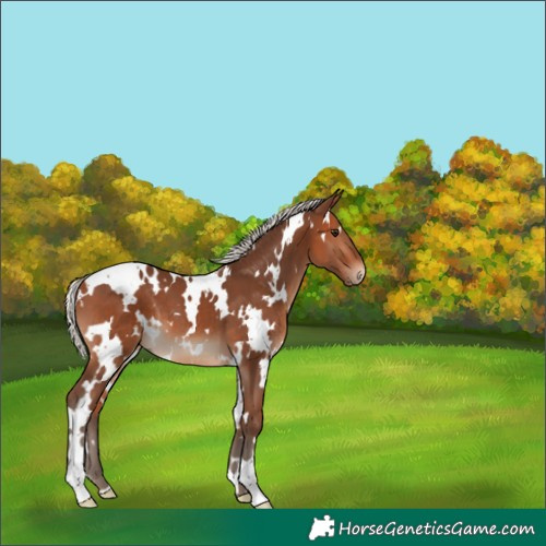 Horse Color:White Spotted Silver Brown 