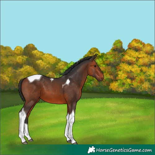 Horse Color:Bay Tobiano 