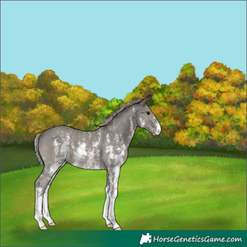Horse Color:Silver Black Sabino 