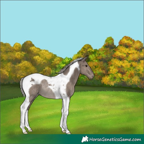 Horse Color:Silver Grullo Tobiano Rabicano 