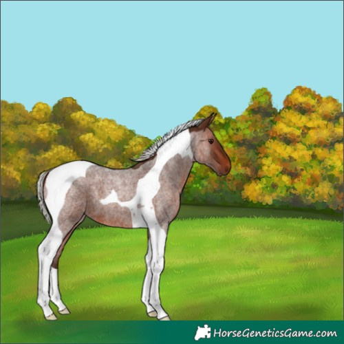 Horse Color:Silver Bay Roan Tobiano