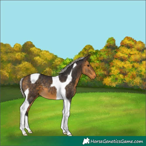 Horse Color:Silver Buckskin Tobiano 