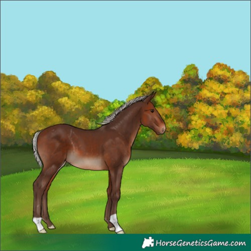 Horse Color:Silver Bay 