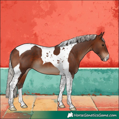 Horse Color:Silver Brown Tobiano 