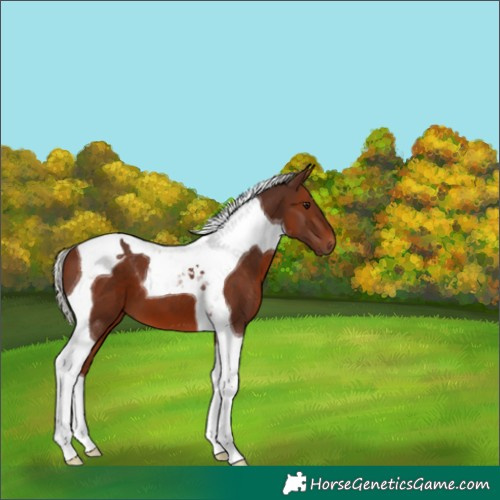 Horse Color:Silver Brown Tobiano 