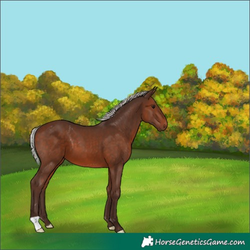Horse Color:Silver Brown 