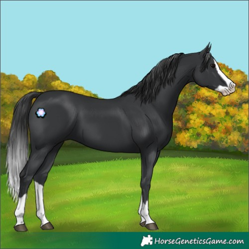 Horse Color:Black Splash 