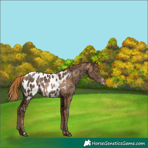 Horse Color:Chestnut Ice Pearl Appaloosa 
