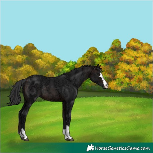 Horse Color:Brown Ice Appaloosa Rabicano 