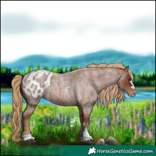 Horse Color:Red Roan Appaloosa 