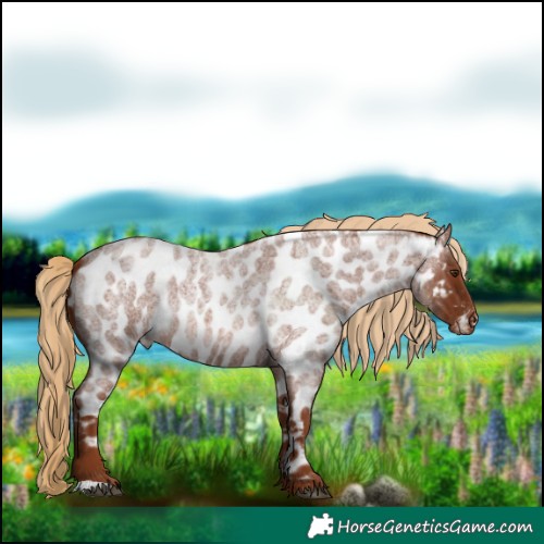 Horse Color:Red Roan Appaloosa 