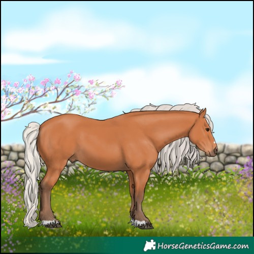 Horse Color:Silver Bay 
