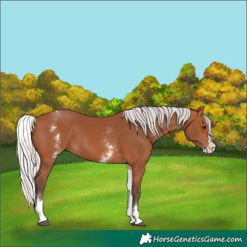 Horse Color:White Spotted Silver Bay Splash 