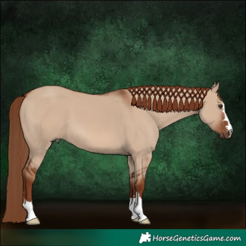 Horse Color:Red Dun