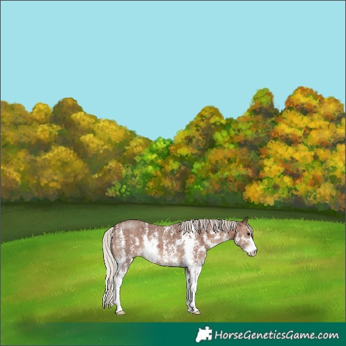 Horse Color:Silver Black Sabino 