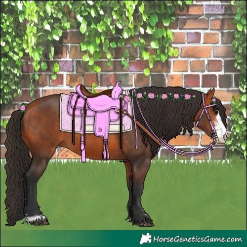 Horse Color:Bay Sabino 