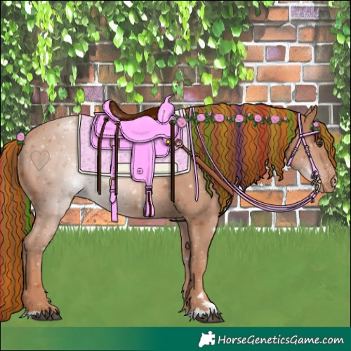 Horse Color:Painted Chestnut Appaloosa 