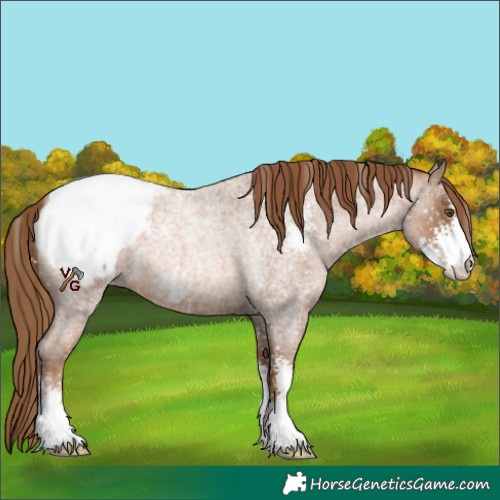 Horse Color:Liver Red Roan Pearl Sabino Appaloosa