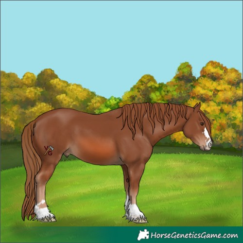 Horse Color:Unknown 