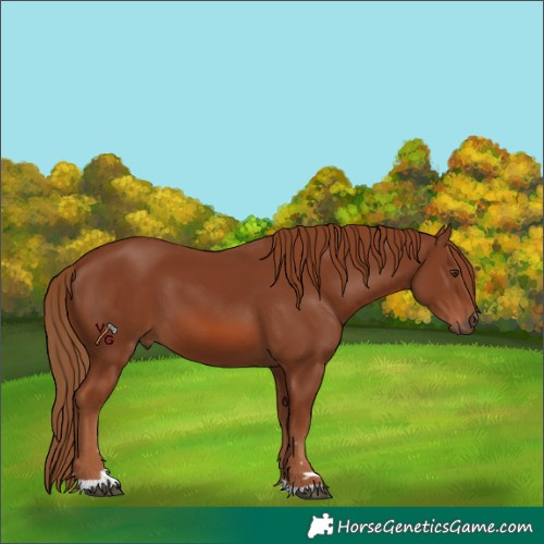 Horse Color:Unknown 