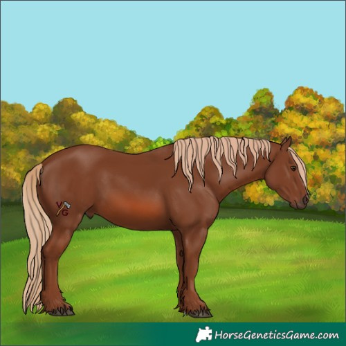 Horse Color:Unknown 