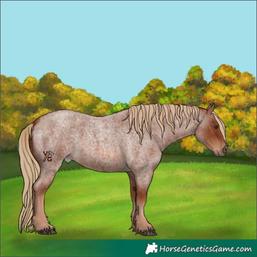 Horse Color:Unknown 