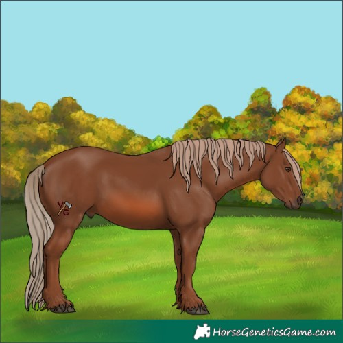 Horse Color:Unknown 