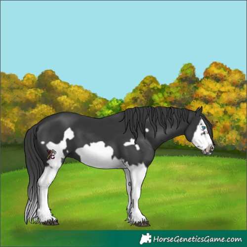 Horse Color:Unknown