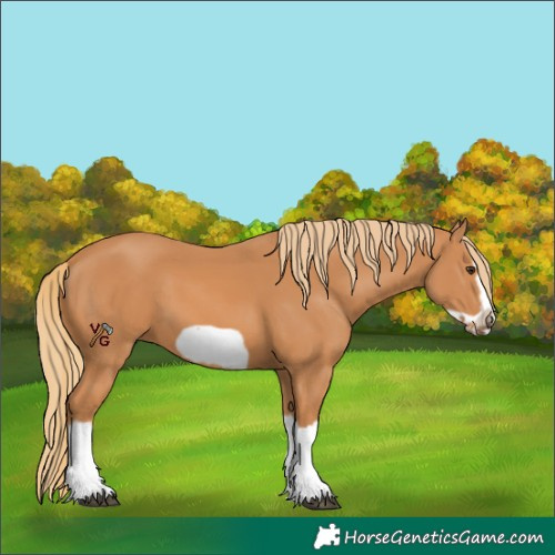 Horse Color:Unknown 