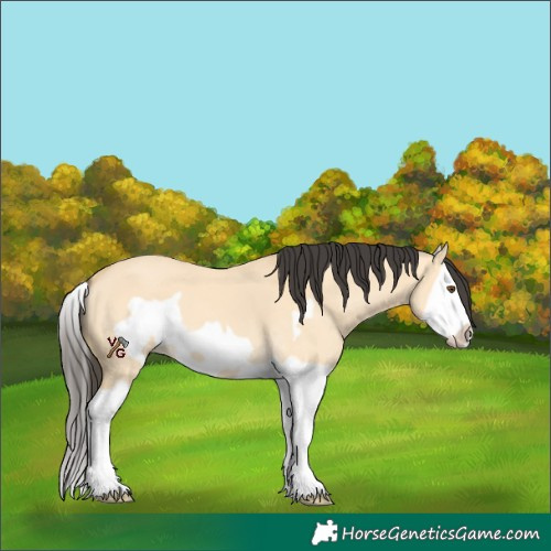 Horse Color:Unknown 