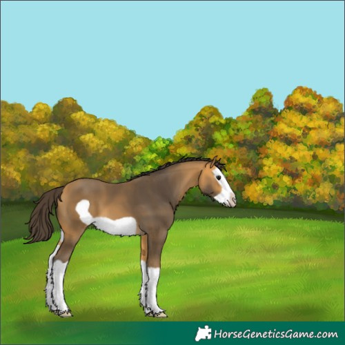 Horse Color:Buckskin Splash Frame 