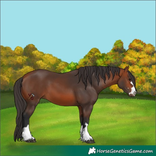 Horse Color:Unknown 